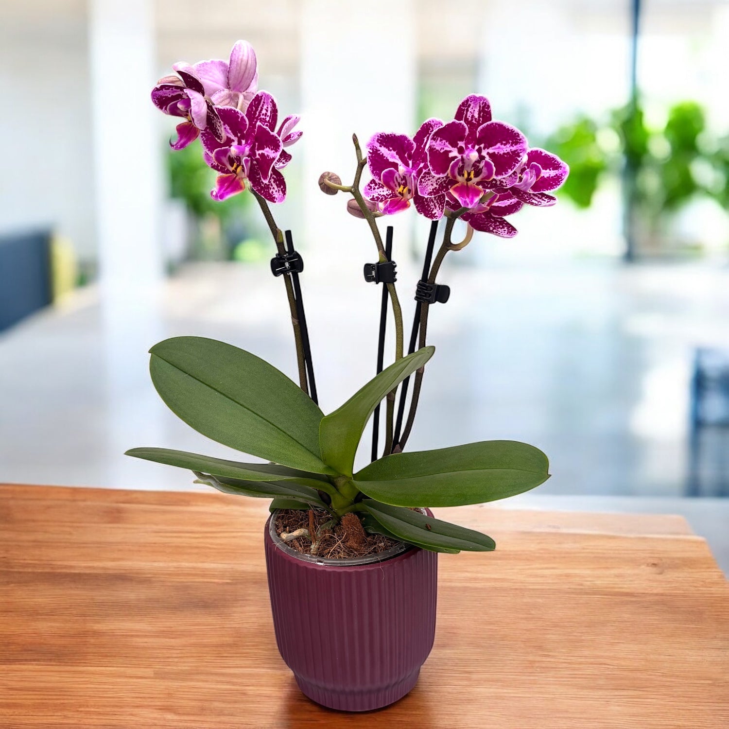 Phalaenopsis Selina