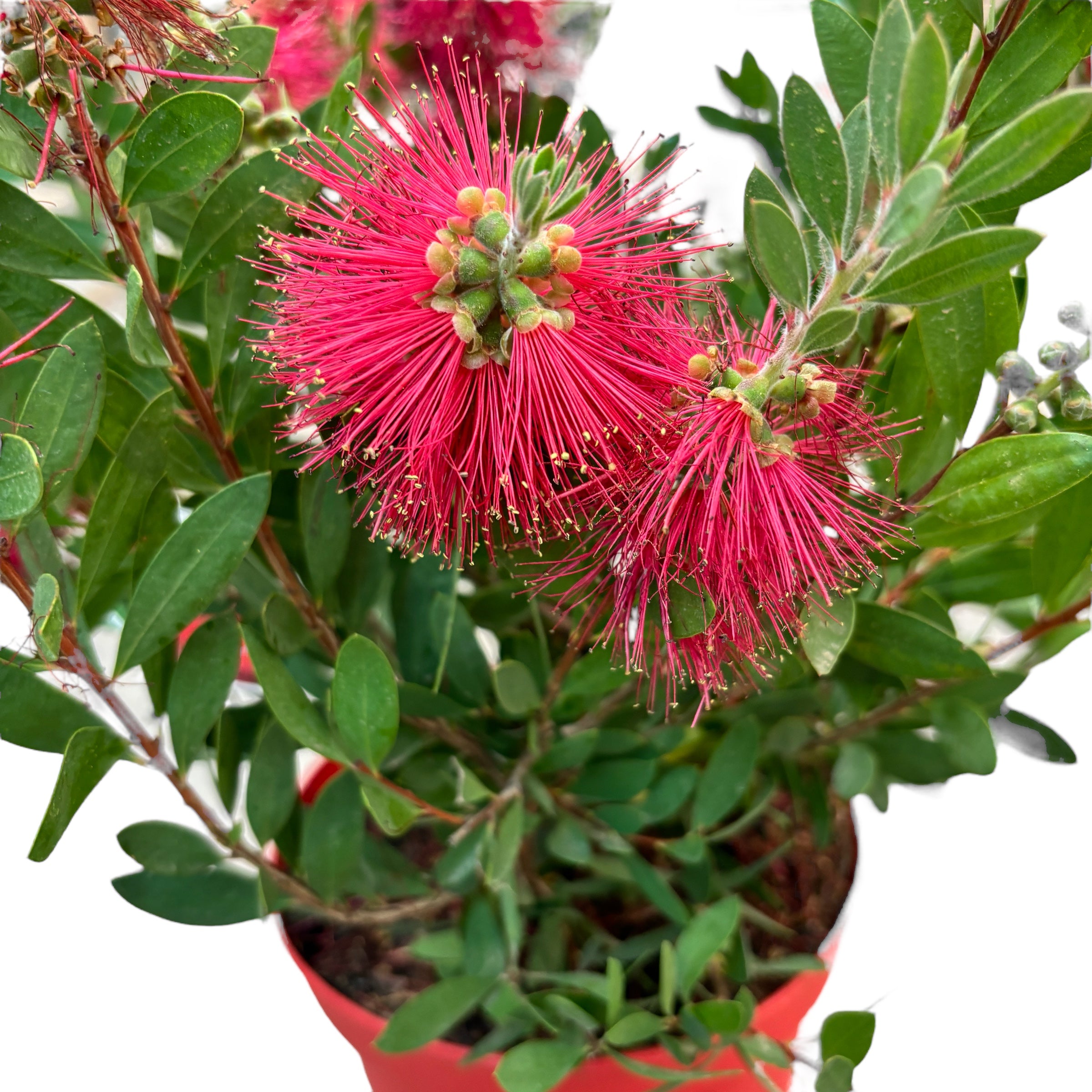 Callistemon laevis (Callistemon citrinus 'Splendens')