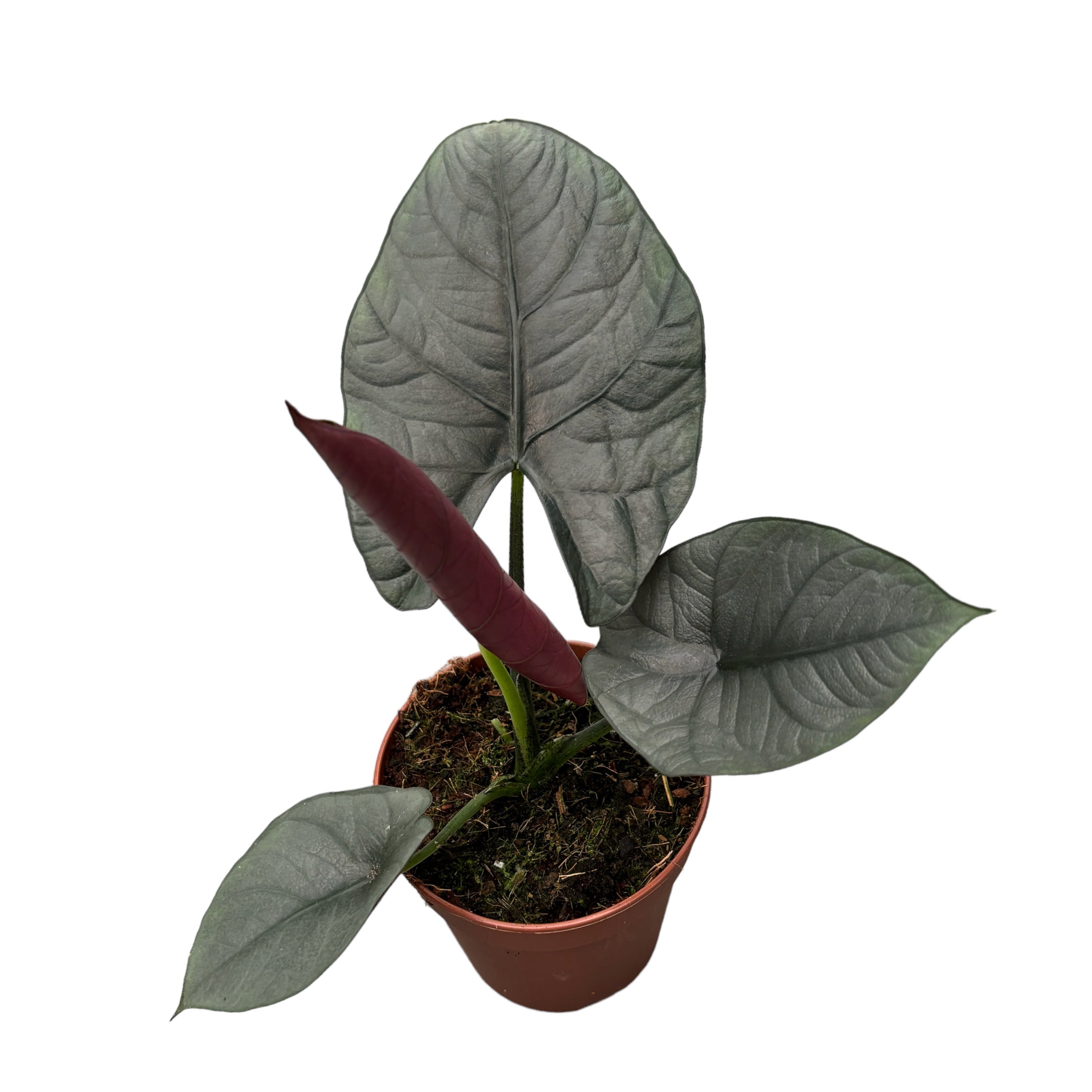 Alocasia Nebula (Elaine)