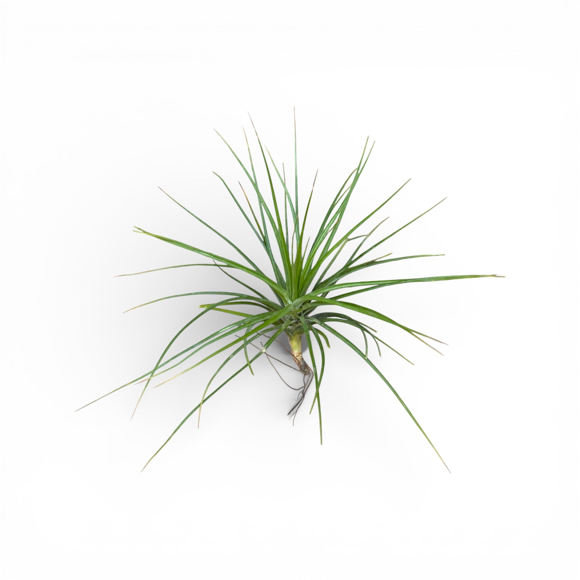 Tillandsia caulescens – planta aeriana cu frunzis argintiu si port elegant