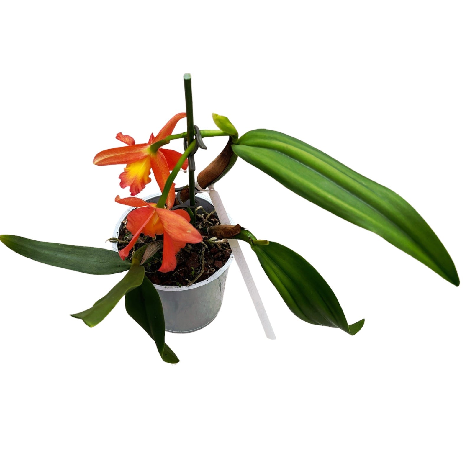 Cattleya arancione #02