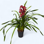 Cymbidium Red Beauty Roy