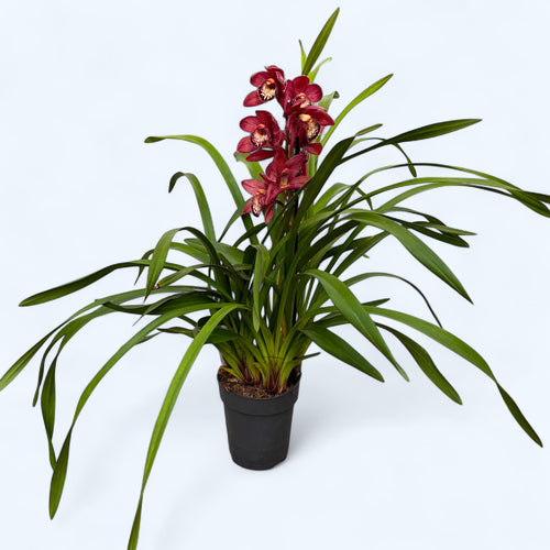 Cymbidium Κόκκινη Ομορφιά Roy