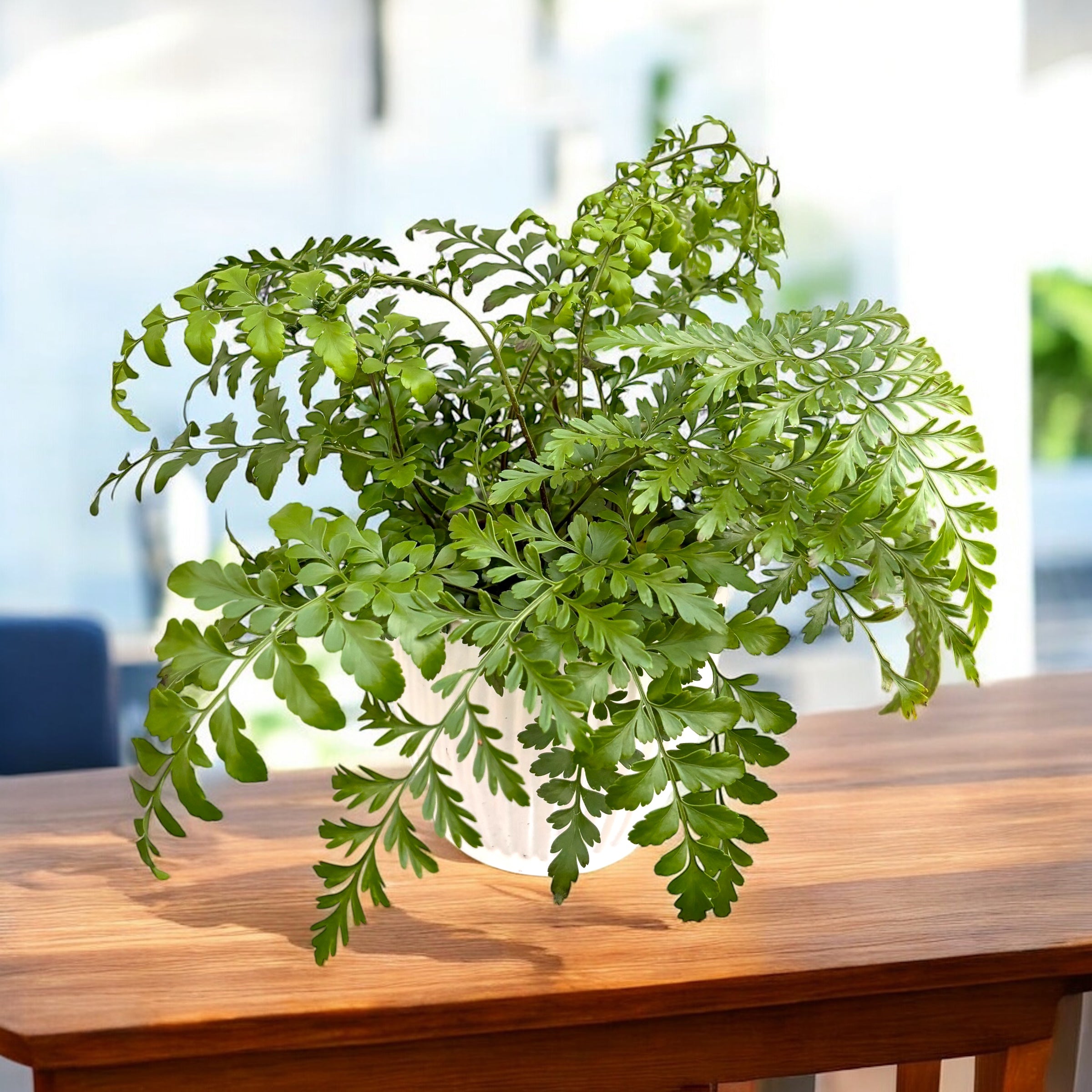 Asplenium ‘Parvati’ – exotisch varen met gevederd blad en weelderig uiterlijk