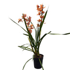 Cymbidium Totorri (Kusuda Shinning) fragrant