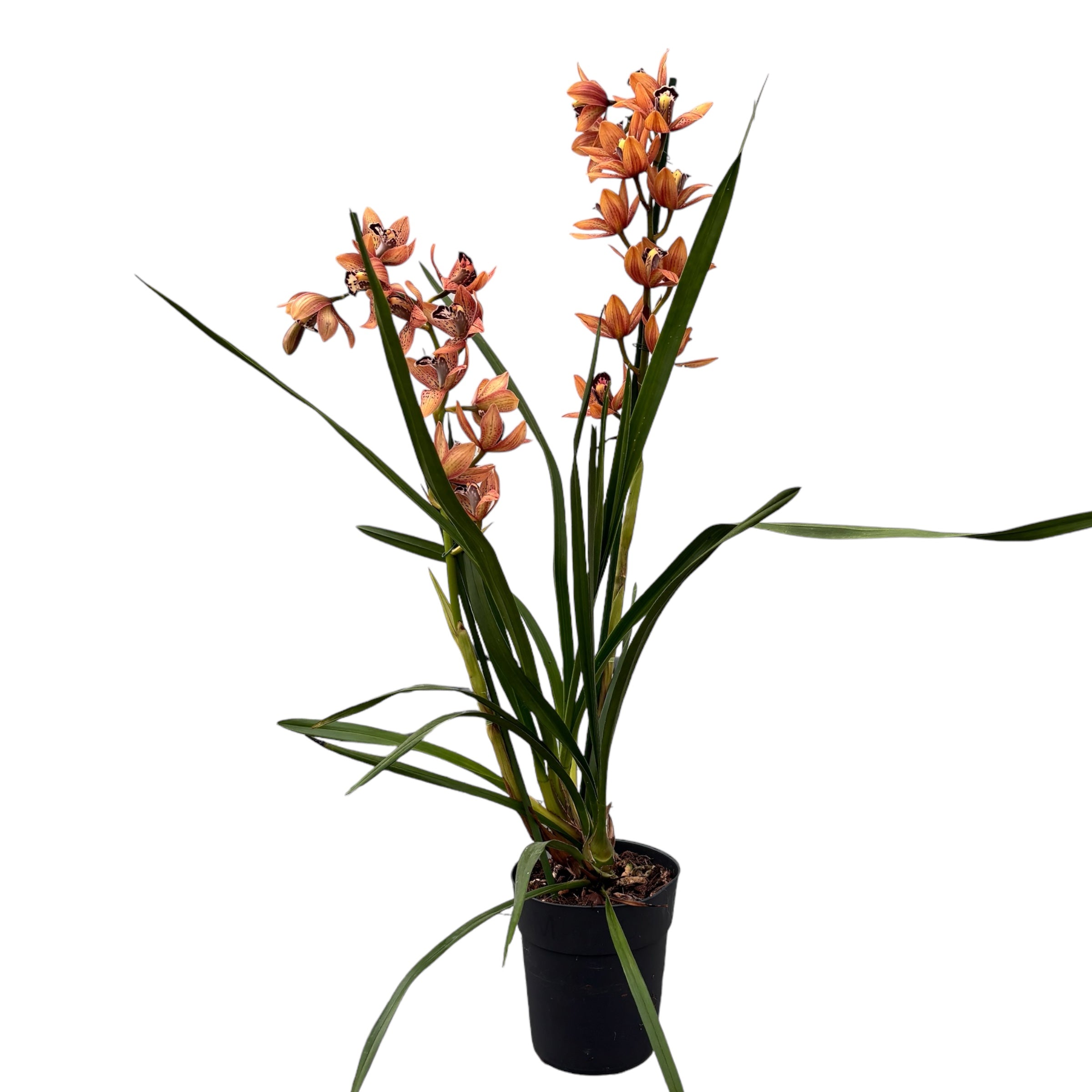 Cymbidium Totorri (Kusuda Shinning) fragrant