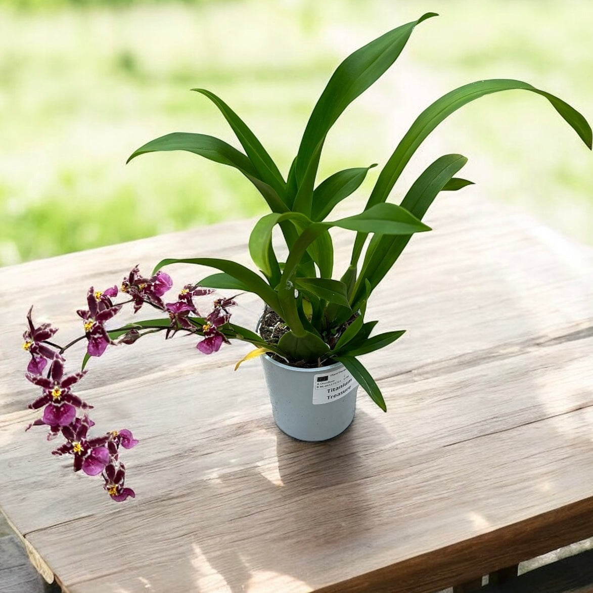 Oncidium (Cyrtocidium) Holm’s Wizard - purple - foarte parfumat!