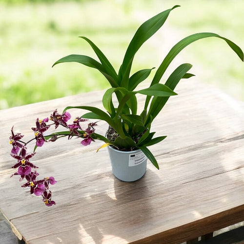 Oncidium (Cyrtocidium) Holm’s Wizard - violet - très parfumé !