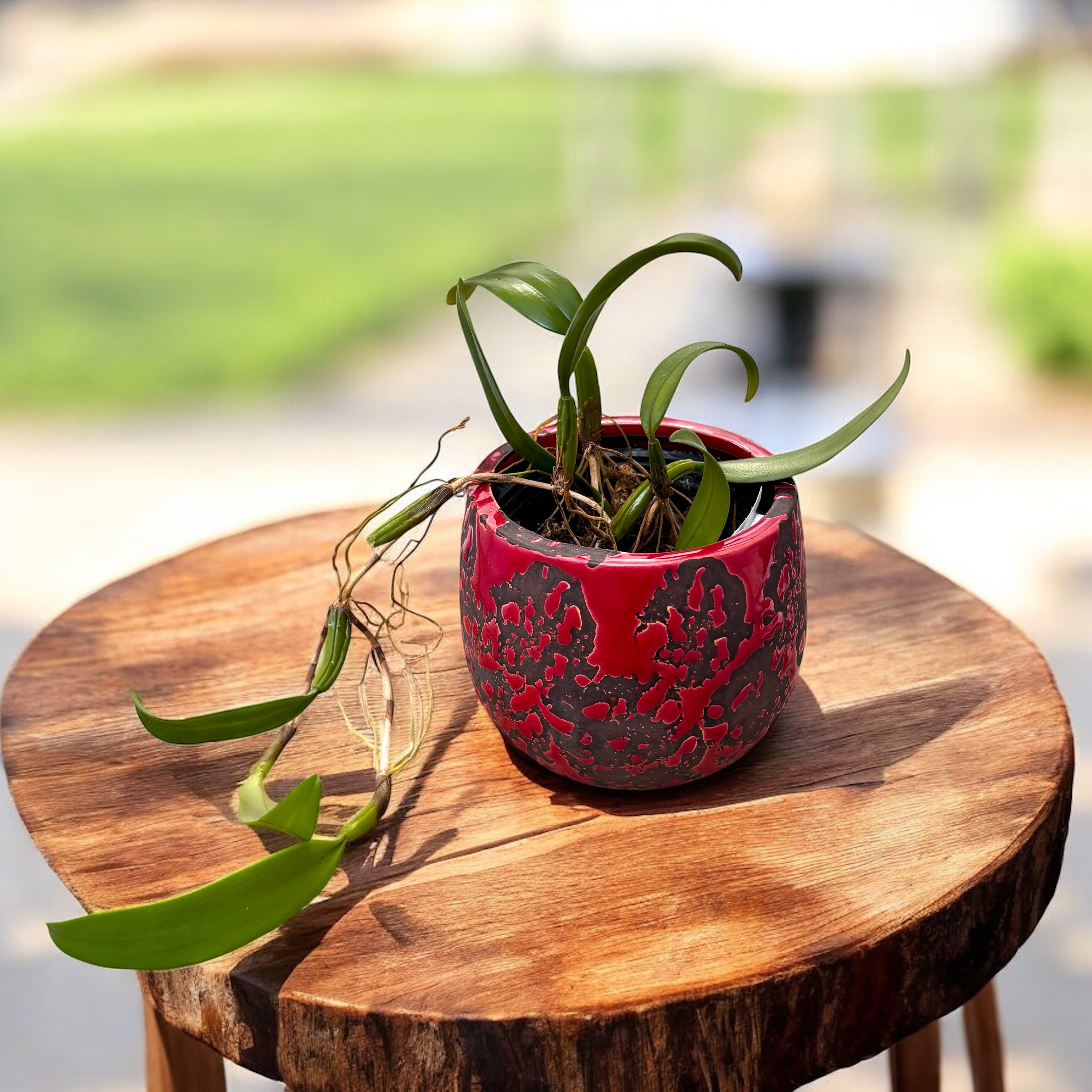 Bulbophyllum odoratissimum (flori placut parfumate)