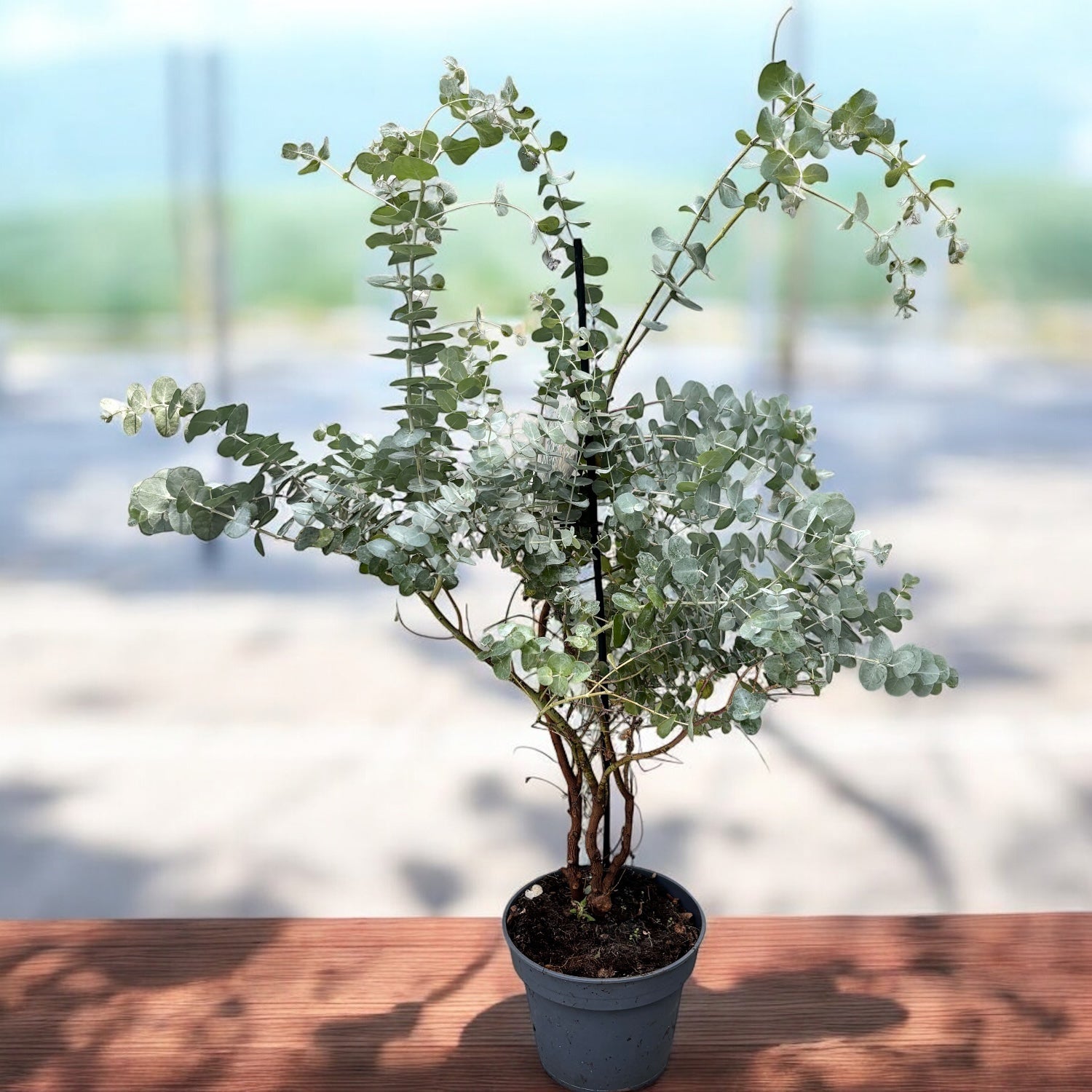 Eucalipt - Eucalyptus gunnii D16
