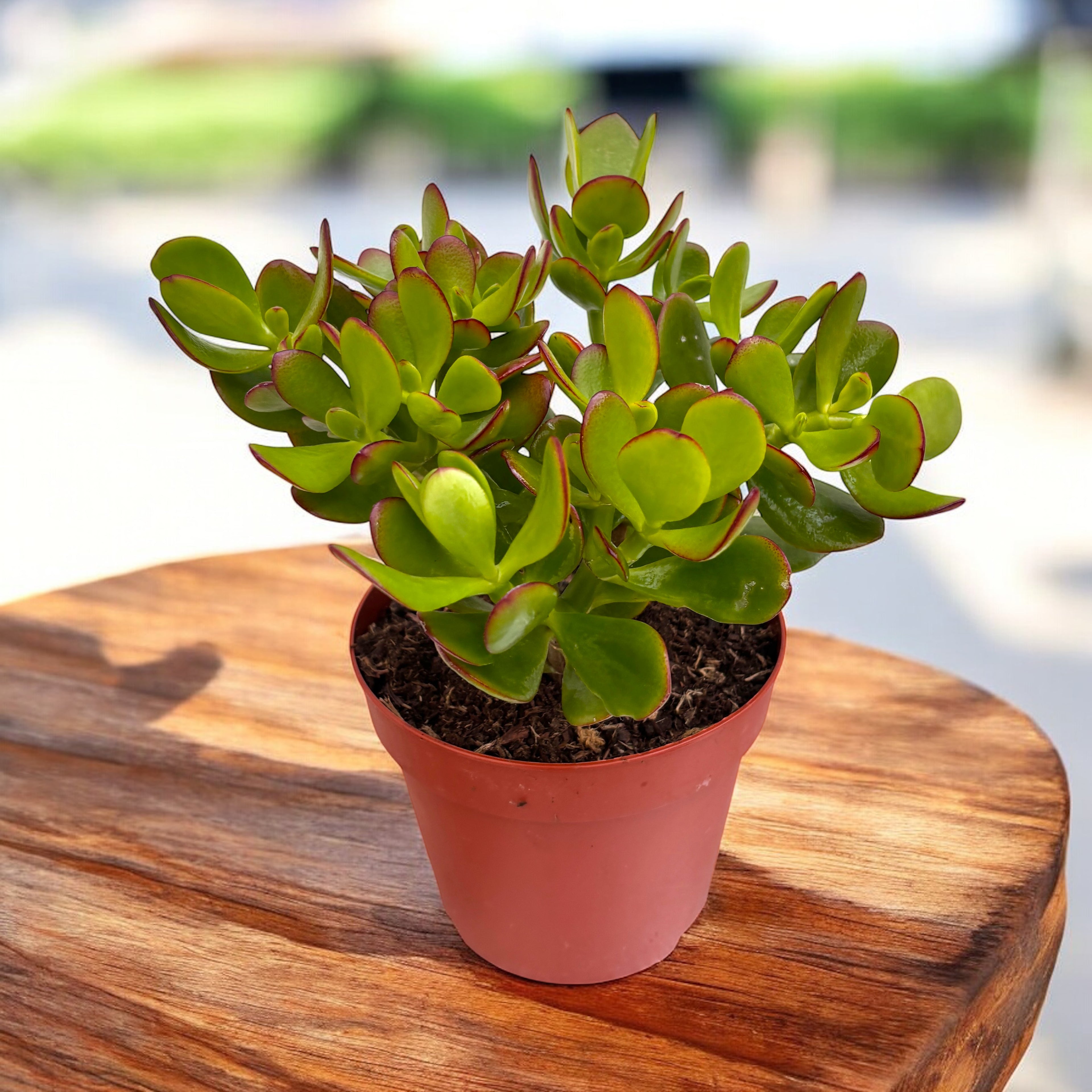 jade planta del dinero Crassula Ovata