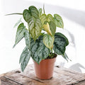 Philodendron brandtianum (Filodendron srebrzysty)