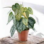 Philodendron brandtianum (Filodendron srebrzysty)