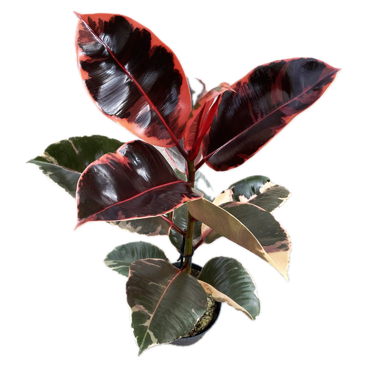 Ficus elastica Belize (Ruby) H80