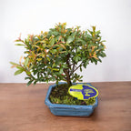 Bonsai Syzygium - exotický miniaturní strom s jemným listím a dekorativními květy