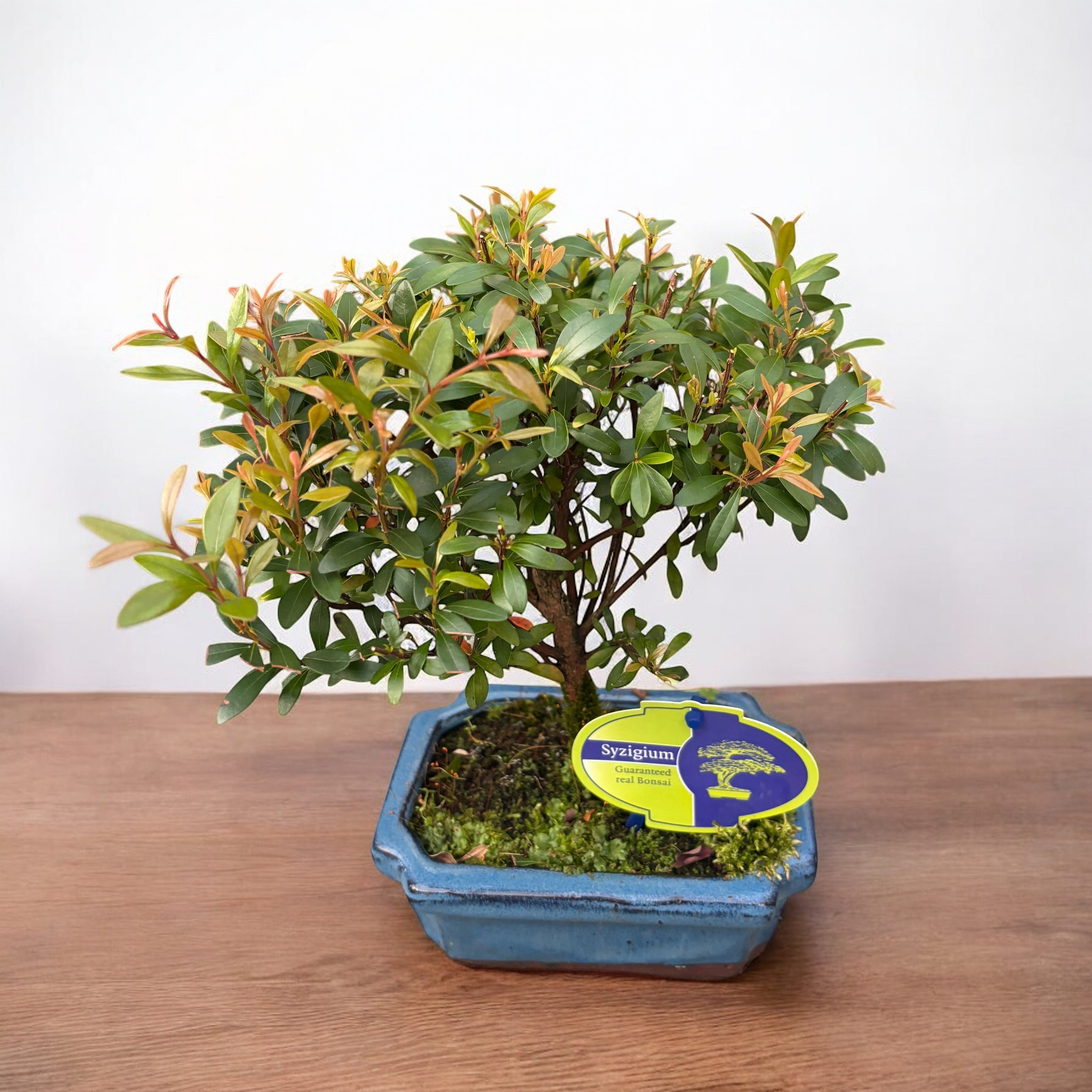 Bonsai Syzygium - arbore miniatural exotic cu frunzis fin si flori decorative