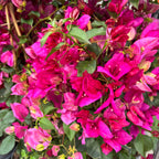 Bougainvillea ‘PINK’ - papierbloem (2 kleuren/pot)