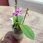 Phalaenopsis Anna-Larati Soekardi (pelorická)