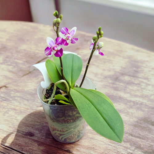 Phalaenopsis Anna-Larati Soekardi (pelorikus)