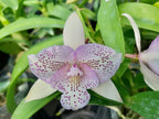 Caulocattleya Chantilly Lace 'Twinkle' voňavá
