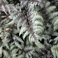 Feriga japoneza de gradina - Athyrium niponicum var. pictum 'Silver Falls' (Japane Painted Lady Fern)