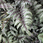 Feriga japoneza de gradina - Athyrium niponicum var. pictum 'Silver Falls' (Japane Painted Lady Fern)