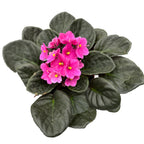 Saintpaulia Inova Spectra Amy - violete roz