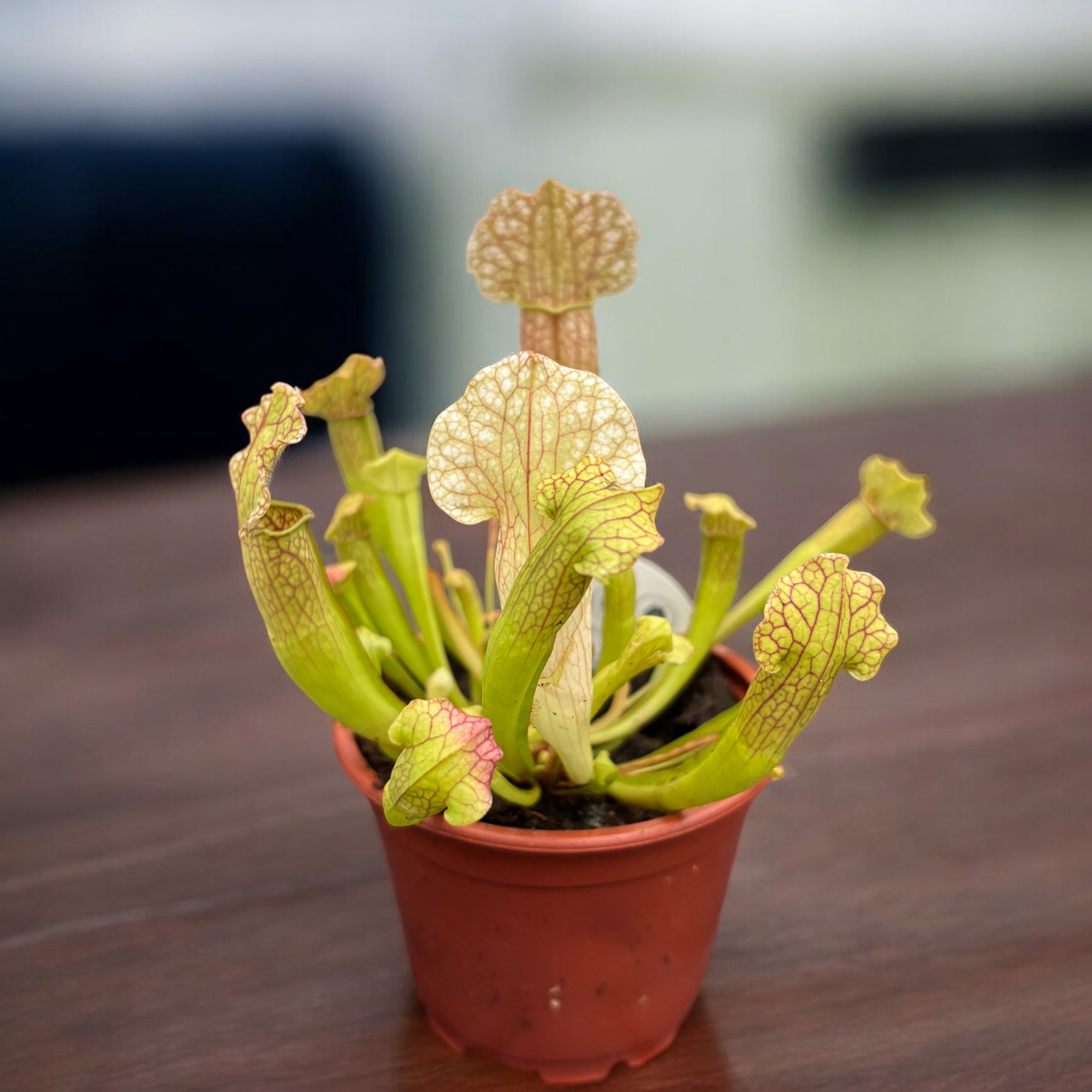 Sarracenia mix - Planta Ulcior