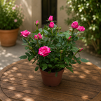 Rosa Twin Colour Star - trandafiri pitici cu flori bicolore parfumate