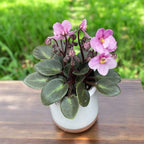 Violete roz - Saintpaulia Jenny Rose (miniatura)