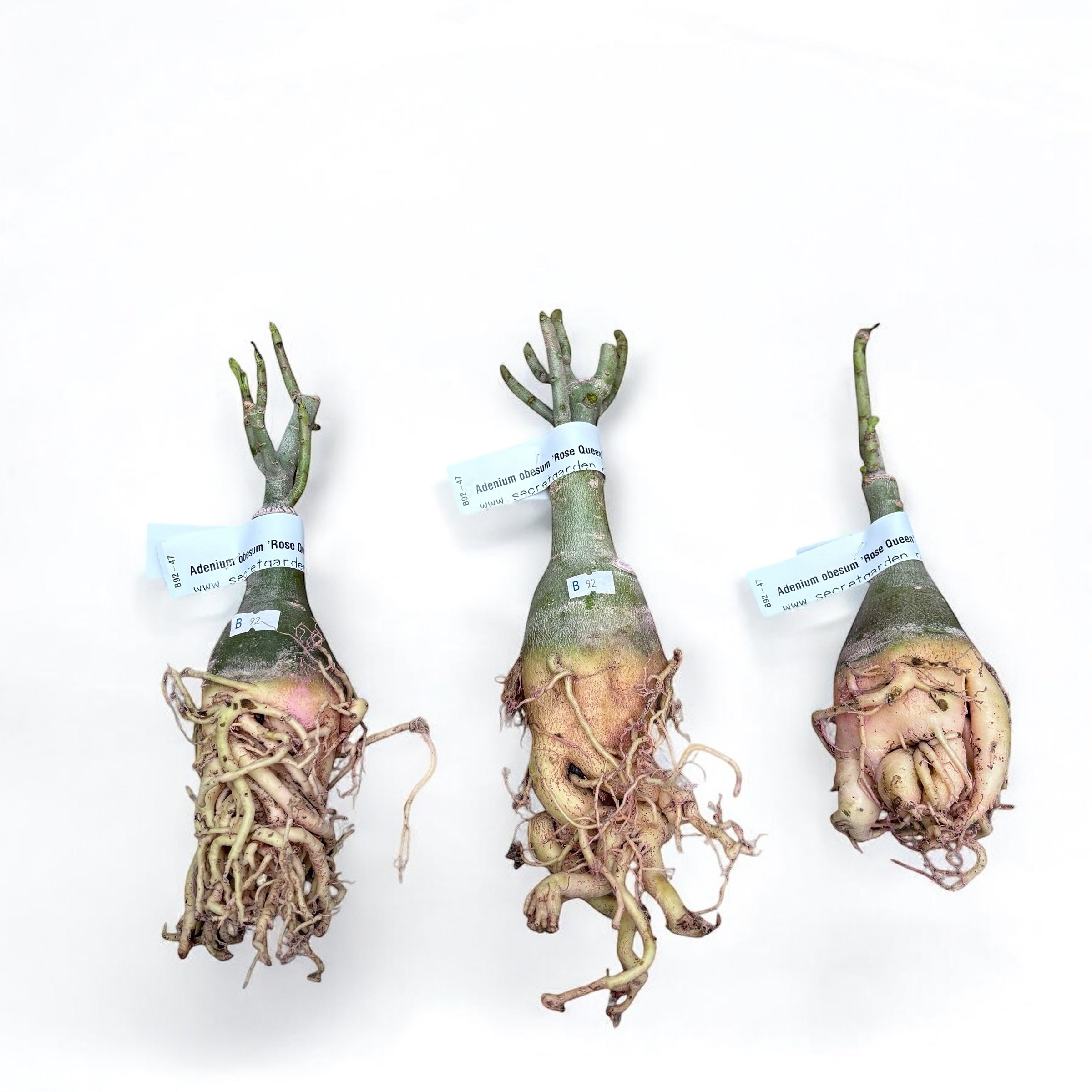 Adenium obesum 'Rose Queen'