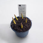 Bulbi de lalele cu flori bicolore in ghiveci (Tulipa Tarda)