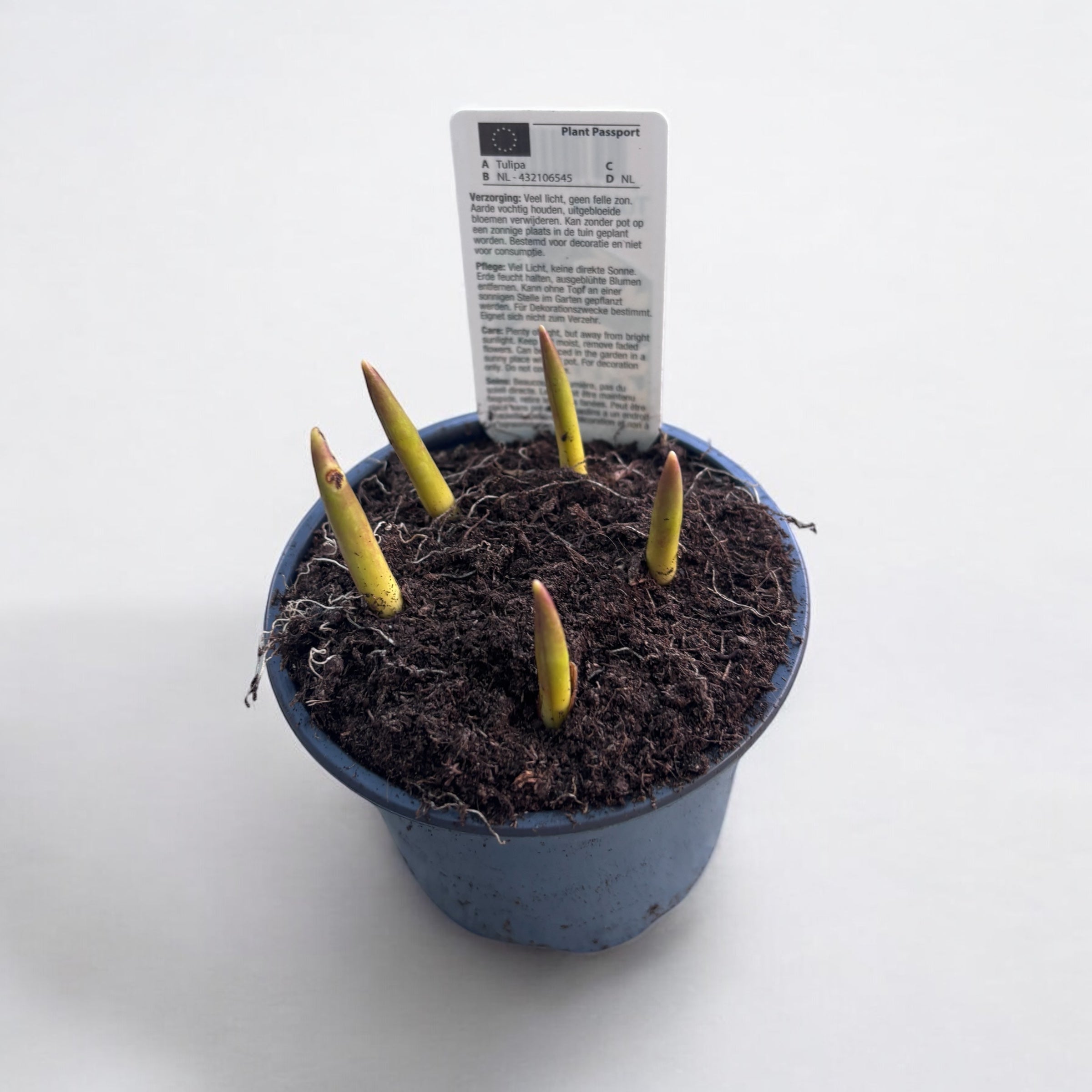 Bulbi de lalele cu flori bicolore in ghiveci (Tulipa Tarda)