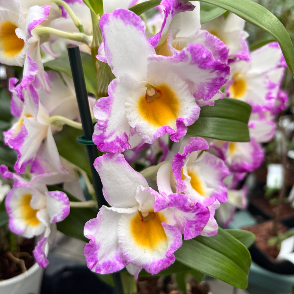 Dendrobium Angel Moon (variatie)