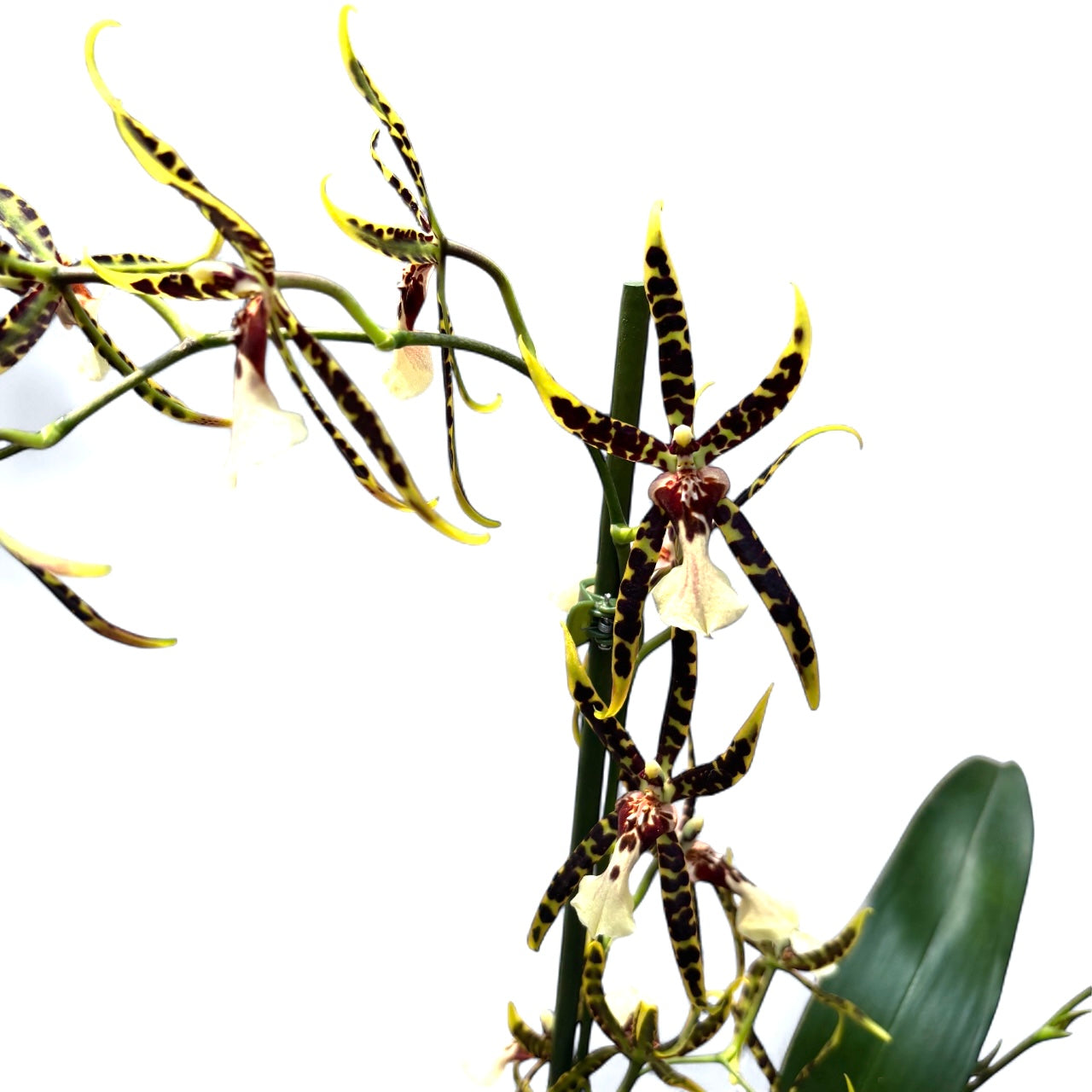 Cambria speciala parfumata