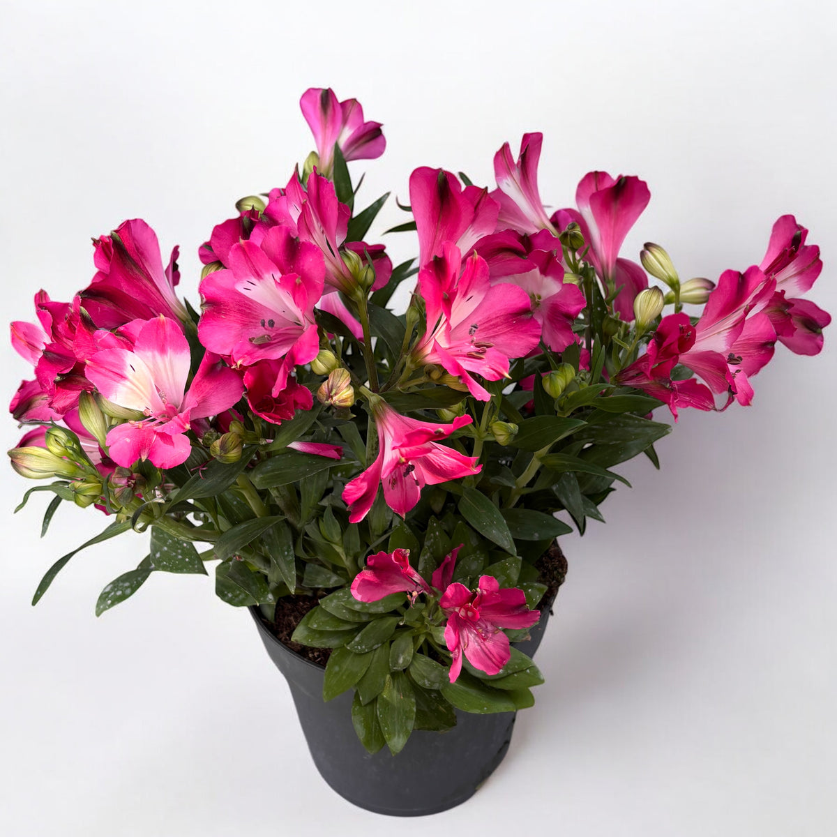 Alstroemeria Inticancha Romance - Crin peruvian compact, cu flori roz ...