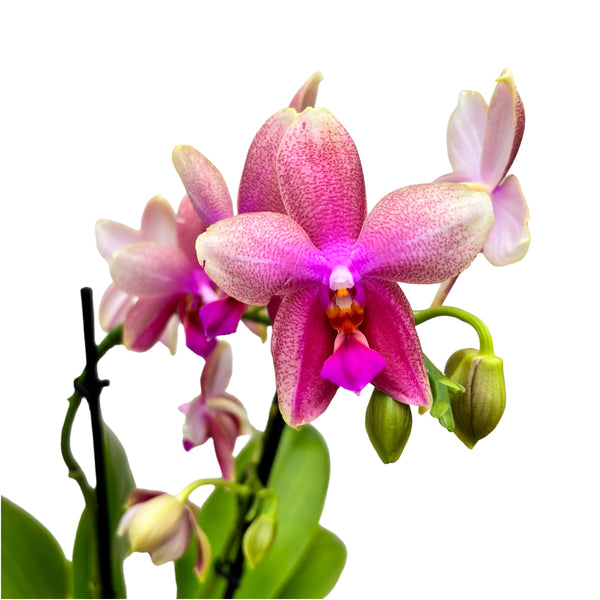 Phalaenopsis Sweet Memory Liodoro - flori intens parfumate