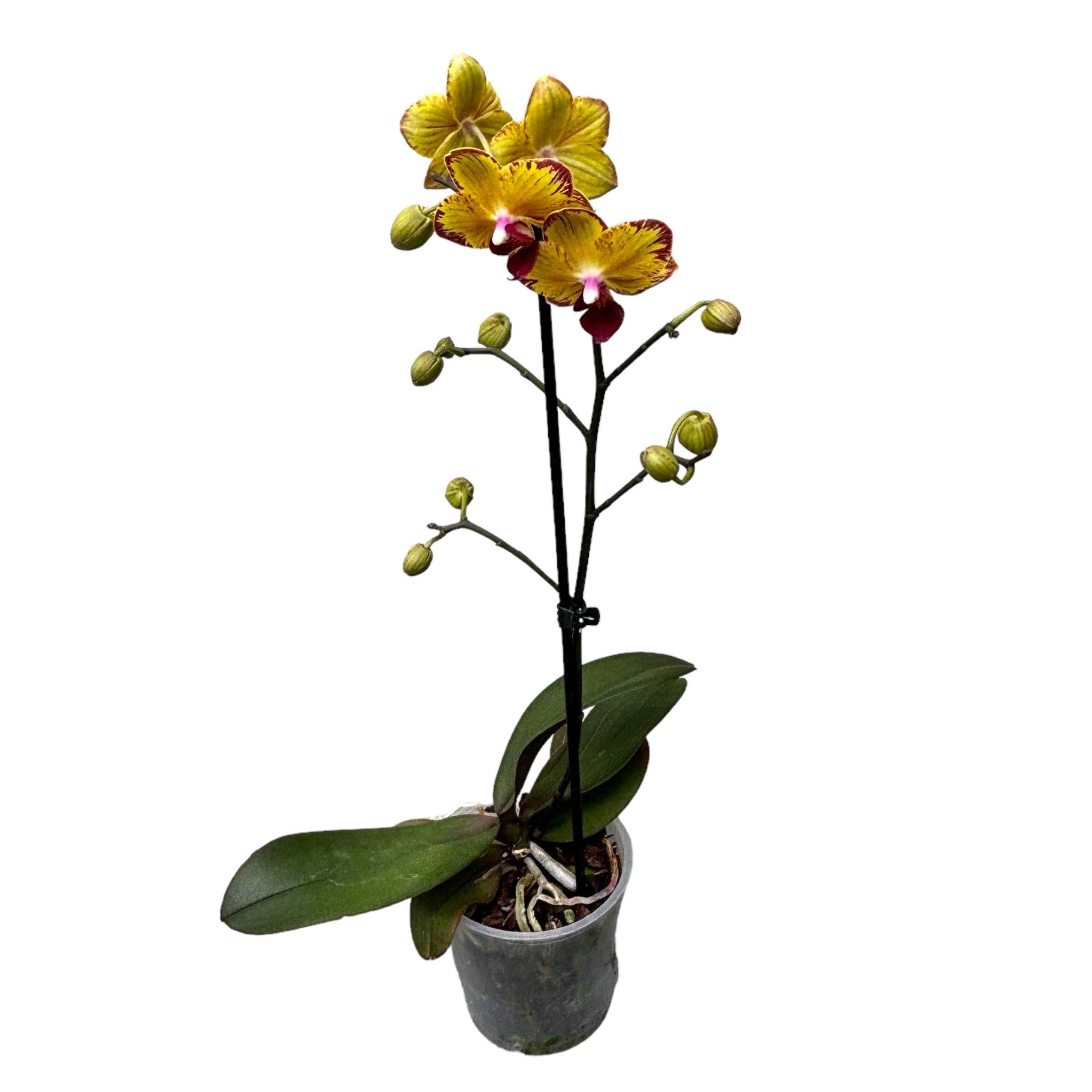 Phalaenopsis Fangmei Sweet ‘1546’