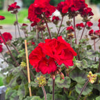 Pelargonium (Zonale Grp) ‘Tumbao’ - muscate