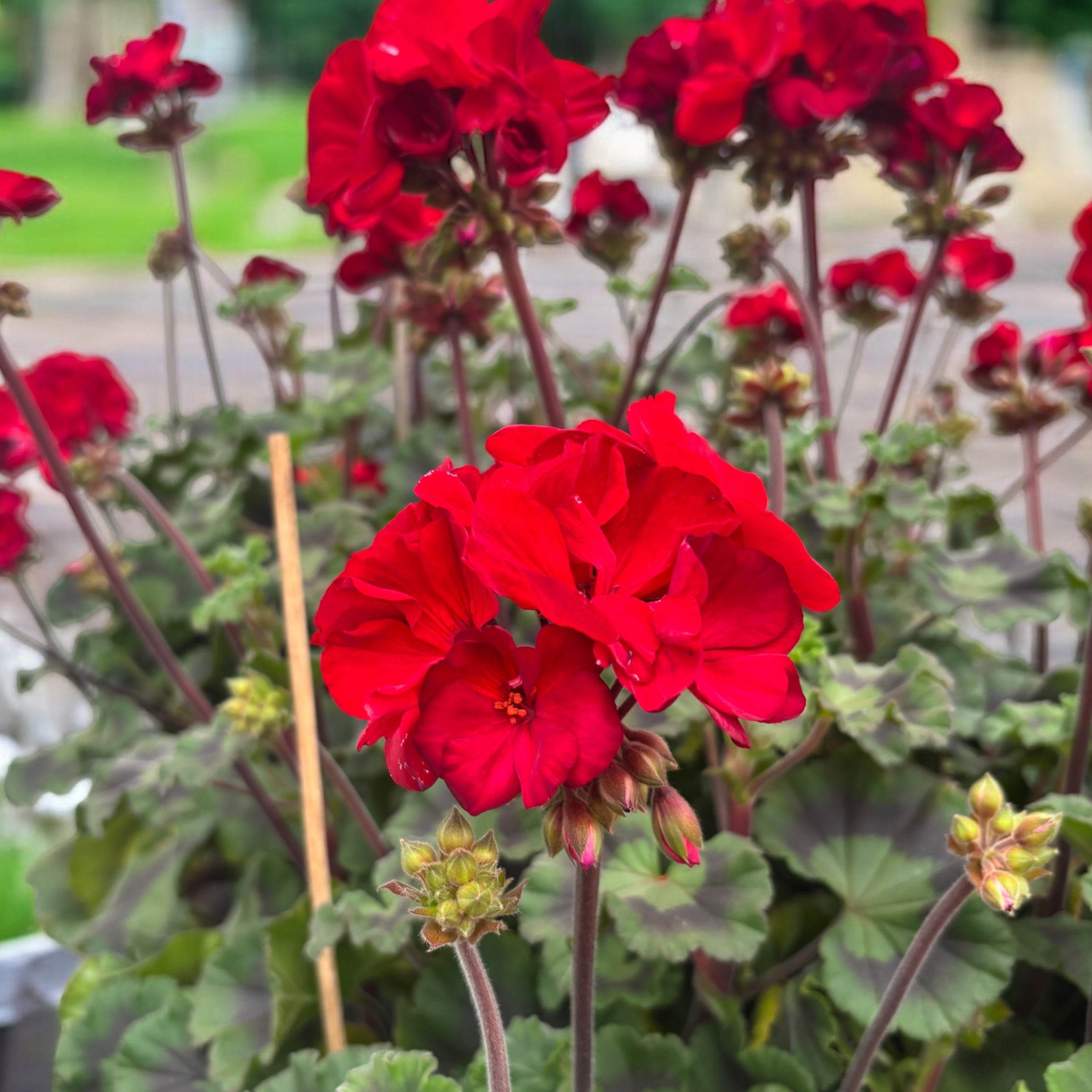 Pelargonium (Zonale Grp) ‘Tumbao’ - muscate