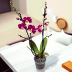 Phalaenopsis Johana big lip