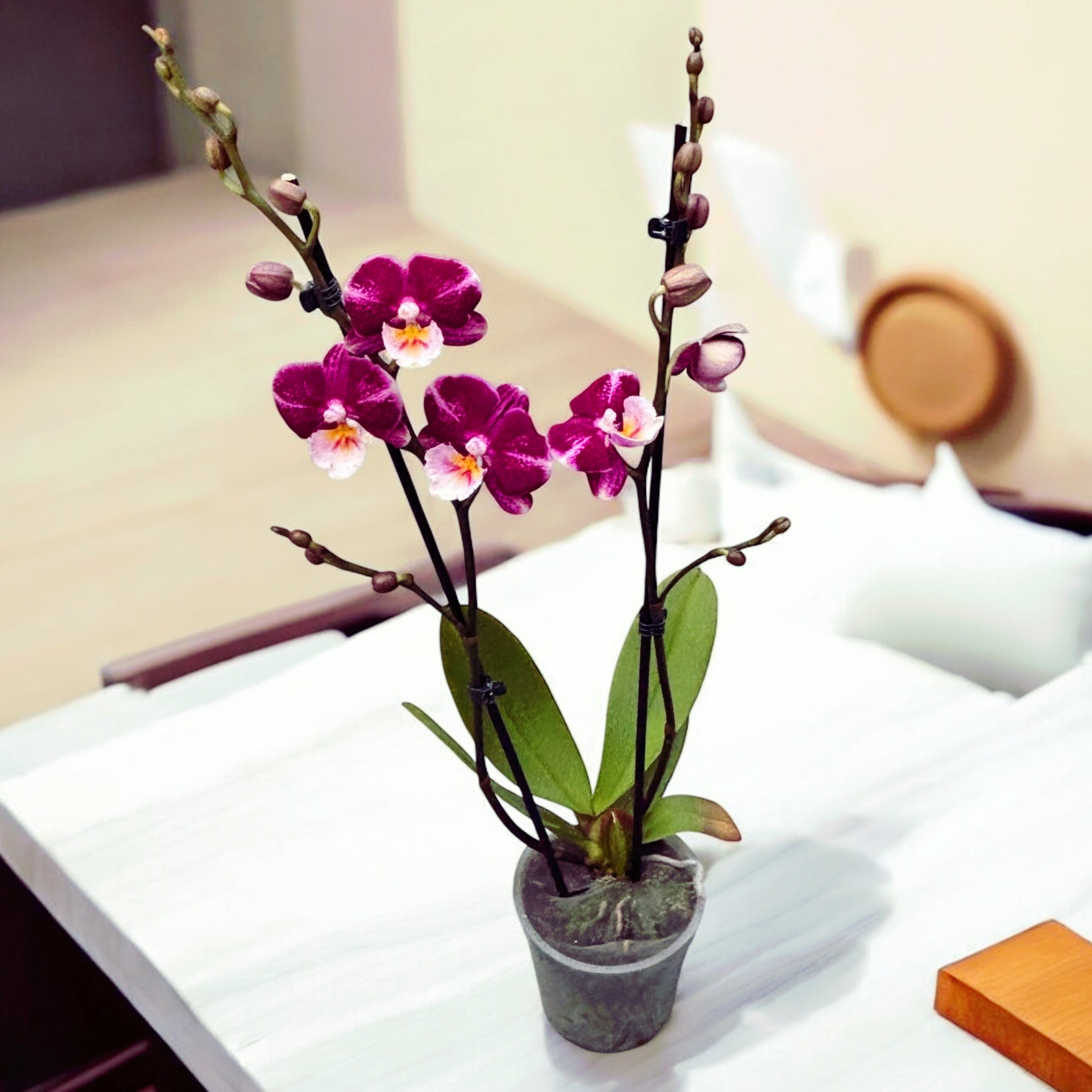 Phalaenopsis Johana grande lèvre