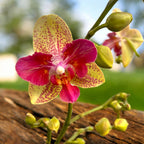 Phalaenopsis Chi-Yueh Kaleidoscope (Pelorisk)