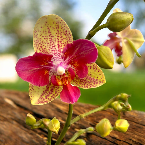 Φαλαίνοψις Chi-Yueh Καλειδοσκόπιο (Πελωρικός)