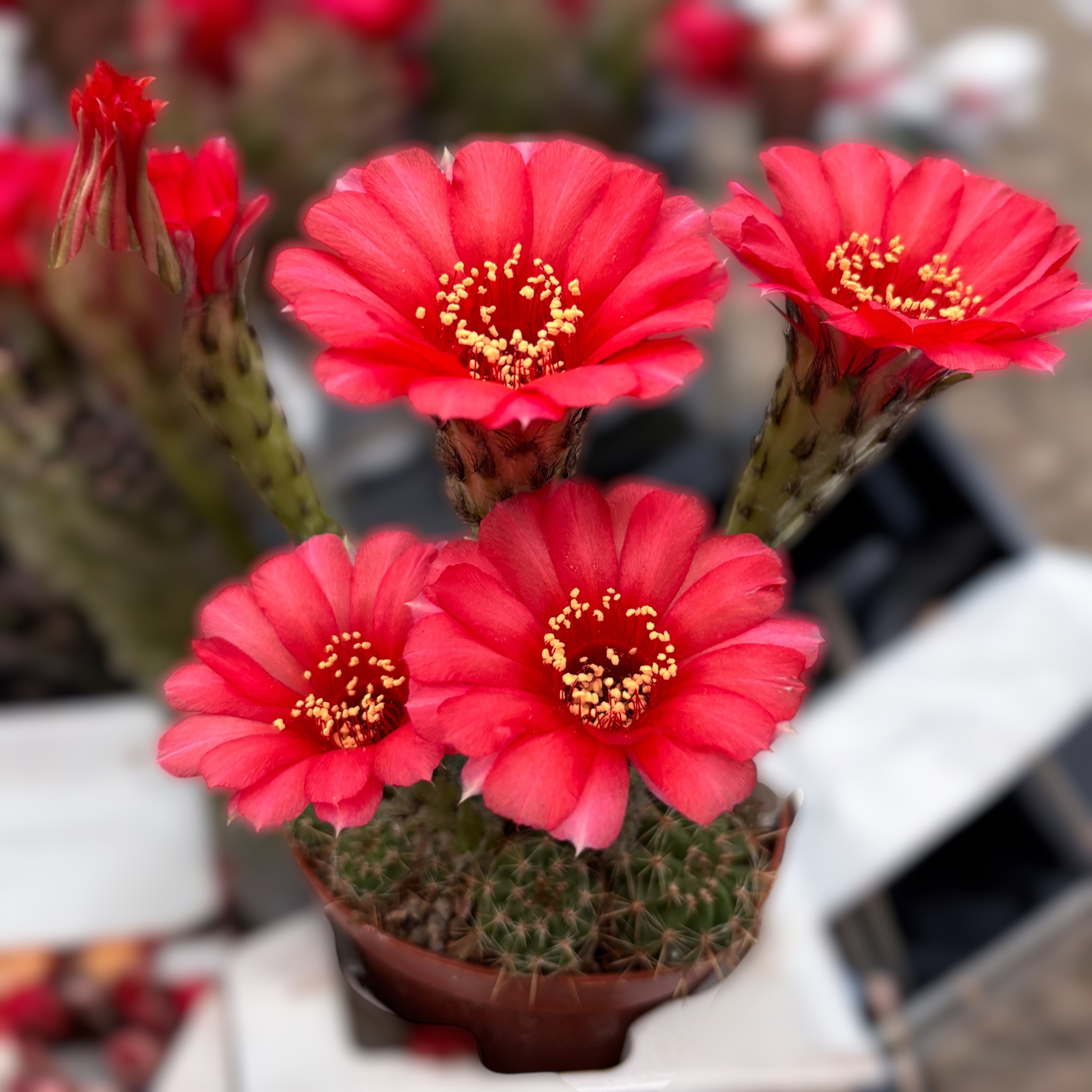 Echinopsis cv. ‘Maria Piazza’ – cactus cu flori mari