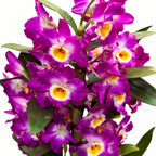 Dendrobium Nobile Akatsuki - illatos (XL példány)