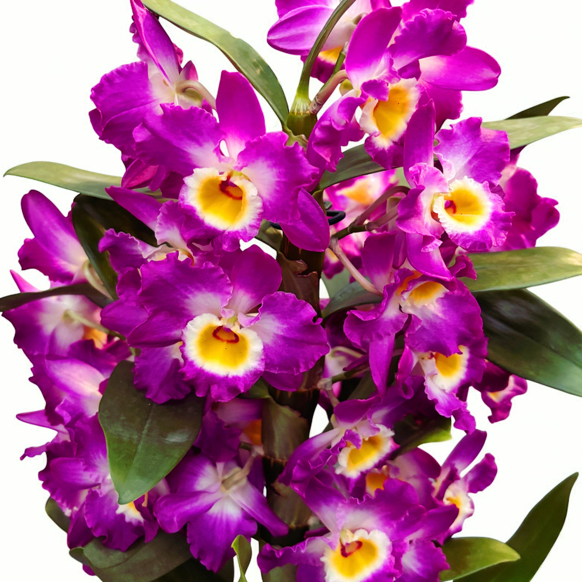 Dendrobium Nobile Akatsuki - parfumé (exemplaire XL)