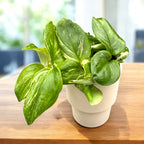 Scindapsus pictus ‘Rubicon’ – žametni listi z srebrnkastimi odsevi