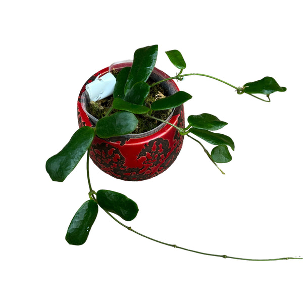 Hoya rotundiflora (Quadratblatt-Hoya)