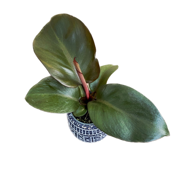 Philodendron Red Heart (babyplant)
